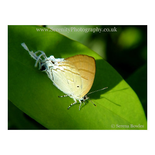 Brown and white butterfly on a leaf in Laos, SE Asia